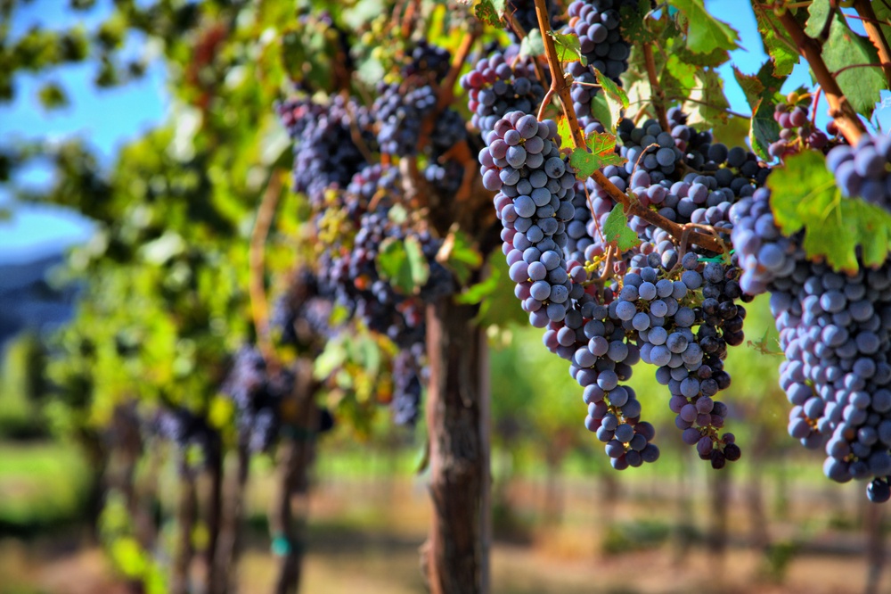 Vino biologico caratteristiche